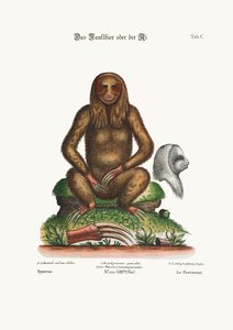 The Sloth, 1749-73